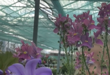 Creating a Lush Green Space with Decorative Plants and Gardening Supplies in Dublin